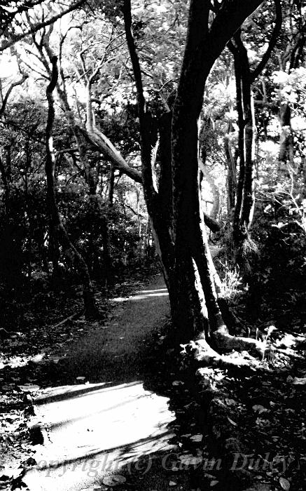 Forest, Burleigh Heads National Park IMGP0389.JPG